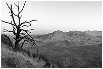 Tree skeleton and Tramp Ridge at dawn. Gold Butte National Monument, Nevada, USA ( black and white)
