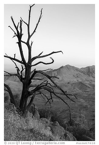 Tree skeleto on Gold Butte Peak at dawn. Gold Butte National Monument, Nevada, USA (black and white)