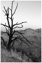 Tree skeleto on Gold Butte Peak at dawn. Gold Butte National Monument, Nevada, USA ( black and white)