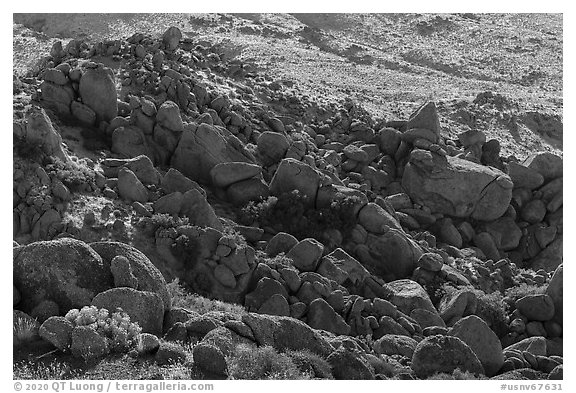 Field of granite boulders. Gold Butte National Monument, Nevada, USA (black and white)