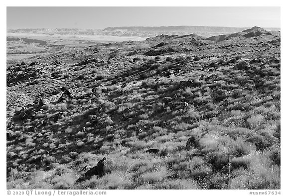 Golden shrubs on slope. Gold Butte National Monument, Nevada, USA (black and white)