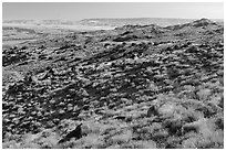 Golden shrubs on slope. Gold Butte National Monument, Nevada, USA ( black and white)