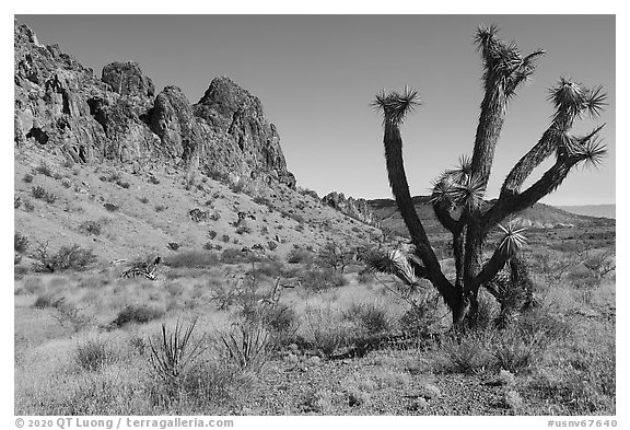 Joshua Tree and Tramp Ridge. Gold Butte National Monument, Nevada, USA (black and white)