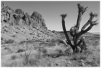Joshua Tree and Tramp Ridge. Gold Butte National Monument, Nevada, USA ( black and white)