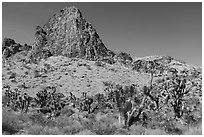 Joshua Trees and peak. Gold Butte National Monument, Nevada, USA ( black and white)