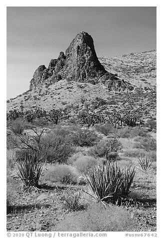Desert vegetation and rock pinnacle. Gold Butte National Monument, Nevada, USA (black and white)
