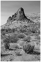 Desert vegetation and rock pinnacle. Gold Butte National Monument, Nevada, USA ( black and white)