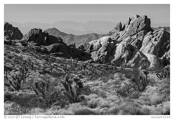 Joshua trees and sandstone rocks with distant opening, Whitney Pocket. Gold Butte National Monument, Nevada, USA (black and white)