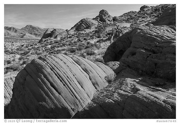 Red sandstone rocks, Whitney Pocket. Gold Butte National Monument, Nevada, USA (black and white)