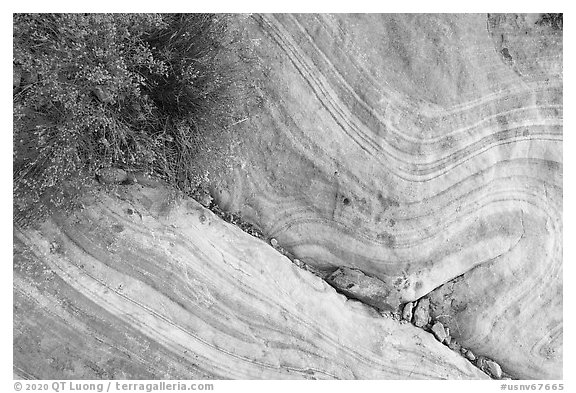 Detail of sandstone swirl. Gold Butte National Monument, Nevada, USA (black and white)