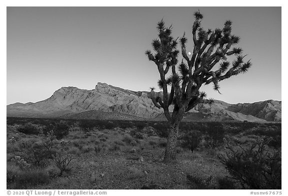 Joshua tree, Virgim Mountains, and moon at sunset. Gold Butte National Monument, Nevada, USA (black and white)