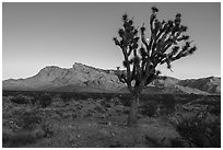Joshua tree, Virgim Mountains, and moon at sunset. Gold Butte National Monument, Nevada, USA ( black and white)