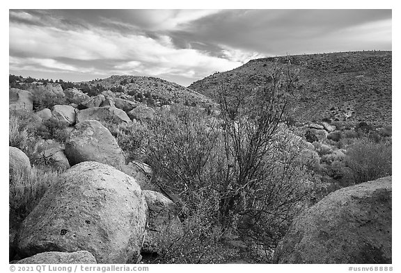 Boulder-covered slopes and shrubs in autumn foliage, Shooting Gallery. Basin And Range National Monument, Nevada, USA (black and white)