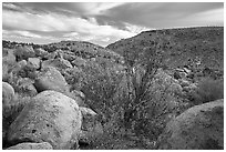 Boulder-covered slopes and shrubs in autumn foliage, Shooting Gallery. Basin And Range National Monument, Nevada, USA ( black and white)