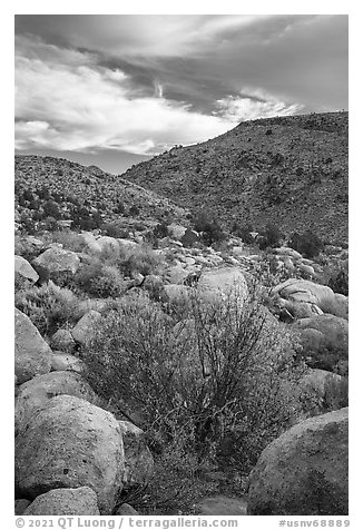 Valley with Boulders and shrubs in autumn foliage, Shooting Gallery. Basin And Range National Monument, Nevada, USA (black and white)