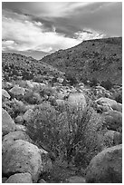 Valley with Boulders and shrubs in autumn foliage, Shooting Gallery. Basin And Range National Monument, Nevada, USA ( black and white)
