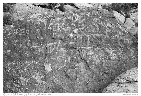 Densely packed petroglyph panel, Shooting Gallery. Basin And Range National Monument, Nevada, USA (black and white)