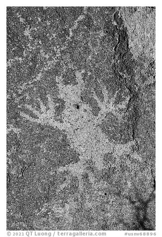 Close-up of horned lizard petroglyph, Shooting Gallery. Basin And Range National Monument, Nevada, USA (black and white)