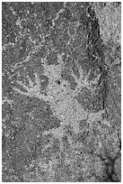 Close-up of horned lizard petroglyph, Shooting Gallery. Basin And Range National Monument, Nevada, USA ( black and white)