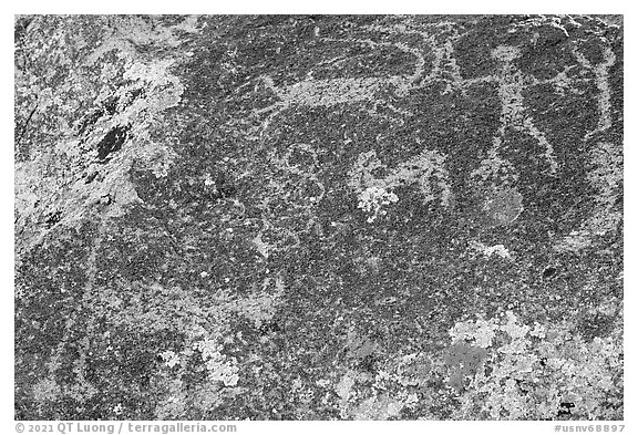 Close up of petroglyphs including mountain lion, Shooting Gallery. Basin And Range National Monument, Nevada, USA (black and white)