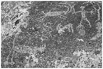 Close up of petroglyphs including mountain lion, Shooting Gallery. Basin And Range National Monument, Nevada, USA ( black and white)