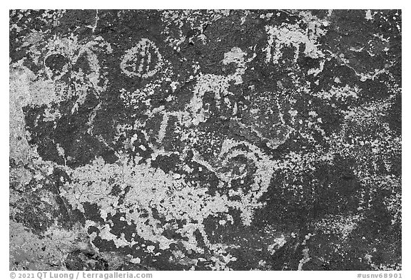 Close up of bighorn sheep petroglyphs, Shooting Gallery. Basin And Range National Monument, Nevada, USA (black and white)