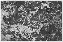 Close up of bighorn sheep petroglyphs, Shooting Gallery. Basin And Range National Monument, Nevada, USA ( black and white)