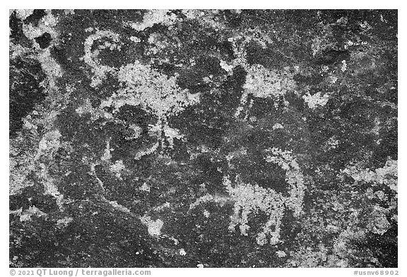 Sheep petroglyphs from seven sheep panel, Shooting Gallery. Basin And Range National Monument, Nevada, USA (black and white)