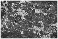 Sheep petroglyphs from seven sheep panel, Shooting Gallery. Basin And Range National Monument, Nevada, USA ( black and white)