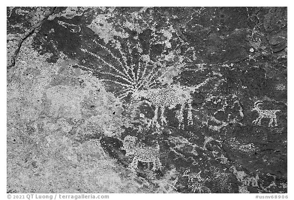 Starburst deer petroglyph panel, Shooting Gallery. Basin And Range National Monument, Nevada, USA (black and white)
