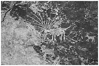 Starburst deer petroglyph panel, Shooting Gallery. Basin And Range National Monument, Nevada, USA ( black and white)