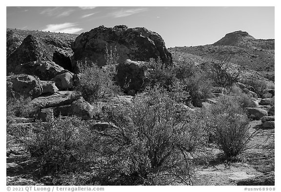 Shurbs in autum and rock with Starburst deer panel. Basin And Range National Monument, Nevada, USA (black and white)