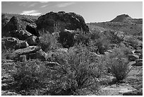 Shurbs in autum and rock with Starburst deer panel. Basin And Range National Monument, Nevada, USA ( black and white)