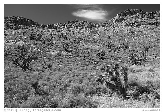 Yuccas near Badger Mountain. Basin And Range National Monument, Nevada, USA (black and white)