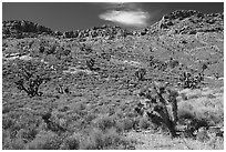Yuccas near Badger Mountain. Basin And Range National Monument, Nevada, USA ( black and white)