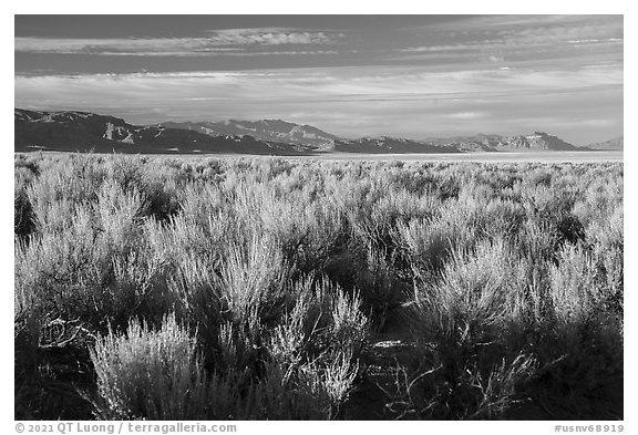 Sagebrush in Coal Valley. Basin And Range National Monument, Nevada, USA (black and white)