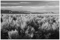 Sagebrush in Coal Valley. Basin And Range National Monument, Nevada, USA ( black and white)