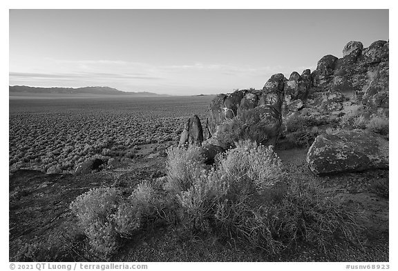 Blooms and volcanic ash boulders, Garden Valley. Basin And Range National Monument, Nevada, USA (black and white)