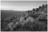 Blooms and volcanic ash boulders, Garden Valley. Basin And Range National Monument, Nevada, USA ( black and white)