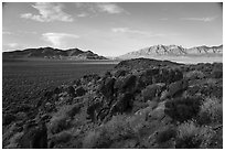 Blooms, ash boulders, and Worthington Mountains. Basin And Range National Monument, Nevada, USA ( black and white)