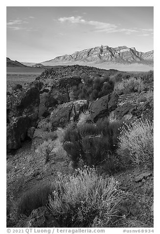 Blooms, Garden Valley and Worthington Mountains. Basin And Range National Monument, Nevada, USA (black and white)