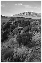 Blooms, Garden Valley and Worthington Mountains. Basin And Range National Monument, Nevada, USA ( black and white)