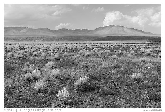 Sparse sagebrush and mountains, Seaman Range. Basin And Range National Monument, Nevada, USA (black and white)