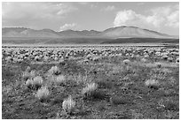 Sparse sagebrush and mountains, Seaman Range. Basin And Range National Monument, Nevada, USA ( black and white)