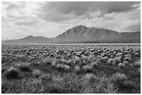Sagebrush and Seaman Range mountains. Basin And Range National Monument, Nevada, USA ( black and white)