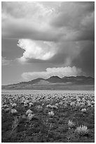 Clearing stom clouds over mountains, Seaman Range. Basin And Range National Monument, Nevada, USA ( black and white)