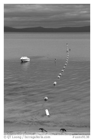 Two birds, buoy line and boat, South Lake Tahoe, California. USA (black and white)