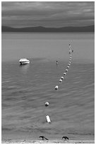 Two birds, buoy line and boat, South Lake Tahoe, California. USA (black and white)