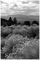 Sage in bloom, Snake Range. Nevada, USA (black and white)
