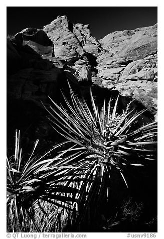 Yucca and red rocks. Red Rock Canyon, Nevada, USA (black and white)